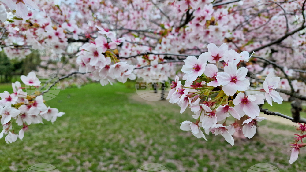 Румъния - Букурещ - японска градина