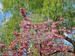 Румъния - Букурещ - японска градина