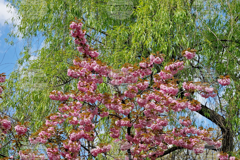 Румъния - Букурещ - японска градина