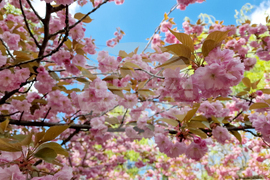 Румъния - Букурещ - японска градина