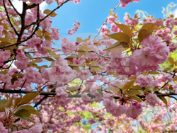 Румъния - Букурещ - японска градина