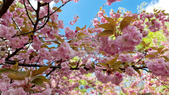 Bucharest Is Home to Europe’s Largest Japanese Cherry Blossom Garden