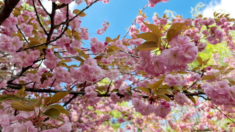 Bucharest Is Home to Europe’s Largest Japanese Cherry Blossom Garden