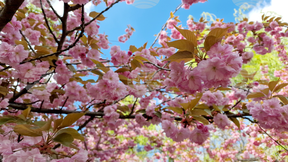 Румъния - Букурещ - японска градина