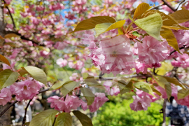 Румъния - Букурещ - японска градина