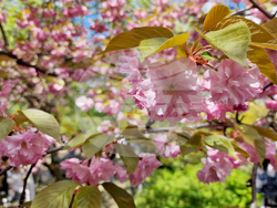 Румъния - Букурещ - японска градина
