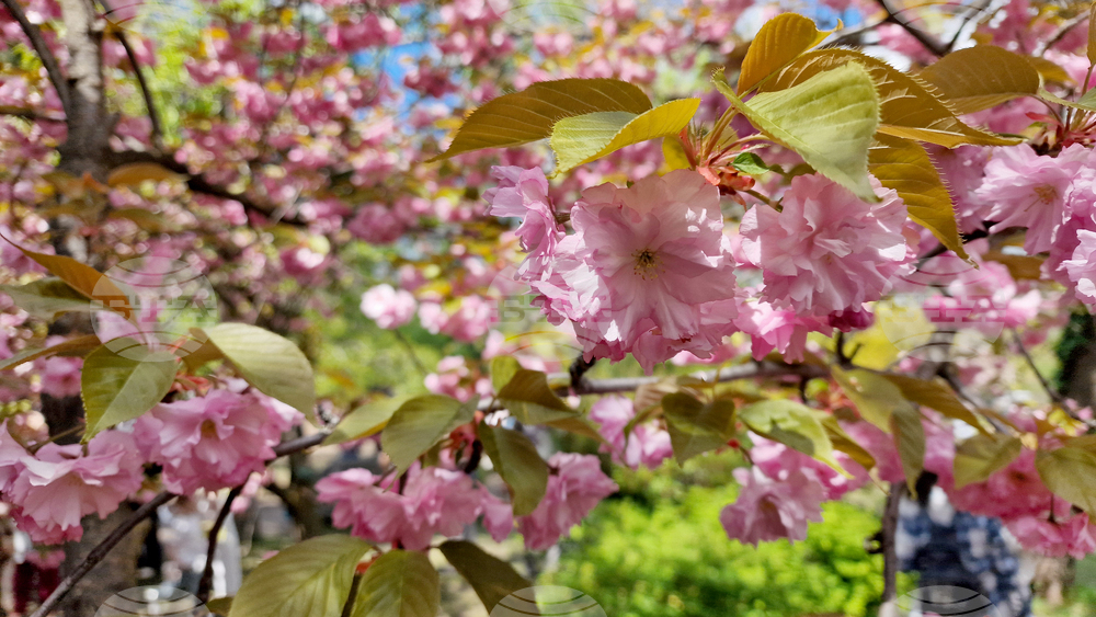 Румъния - Букурещ - японска градина