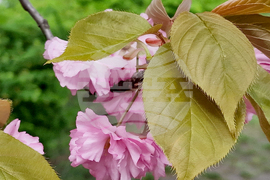 Румъния - Букурещ - японска градина