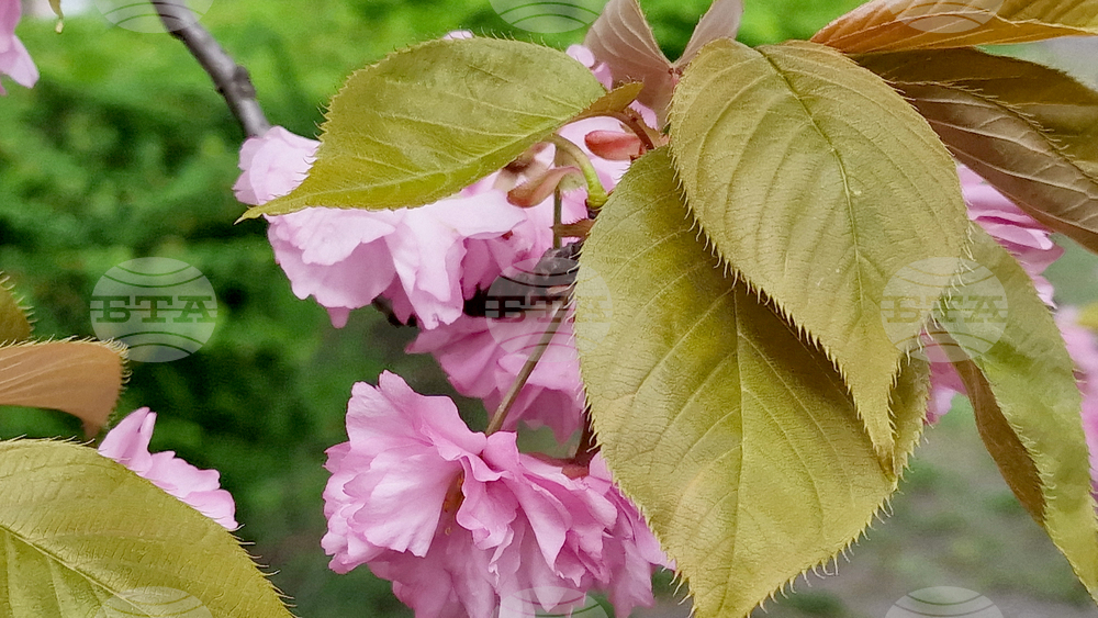 Румъния - Букурещ - японска градина