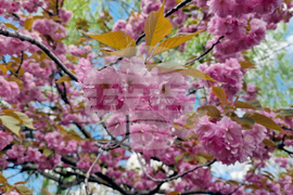 Румъния - Букурещ - японска градина