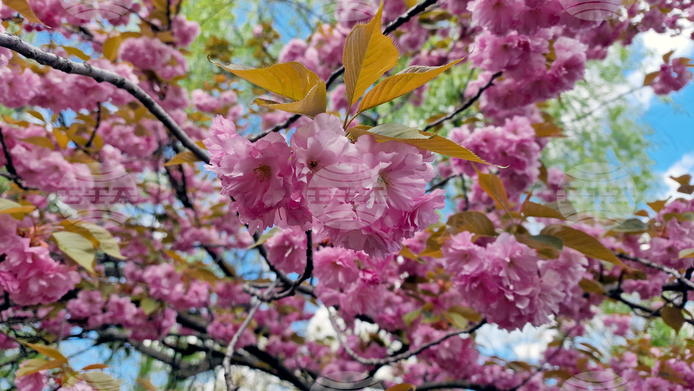 Румъния - Букурещ - японска градина