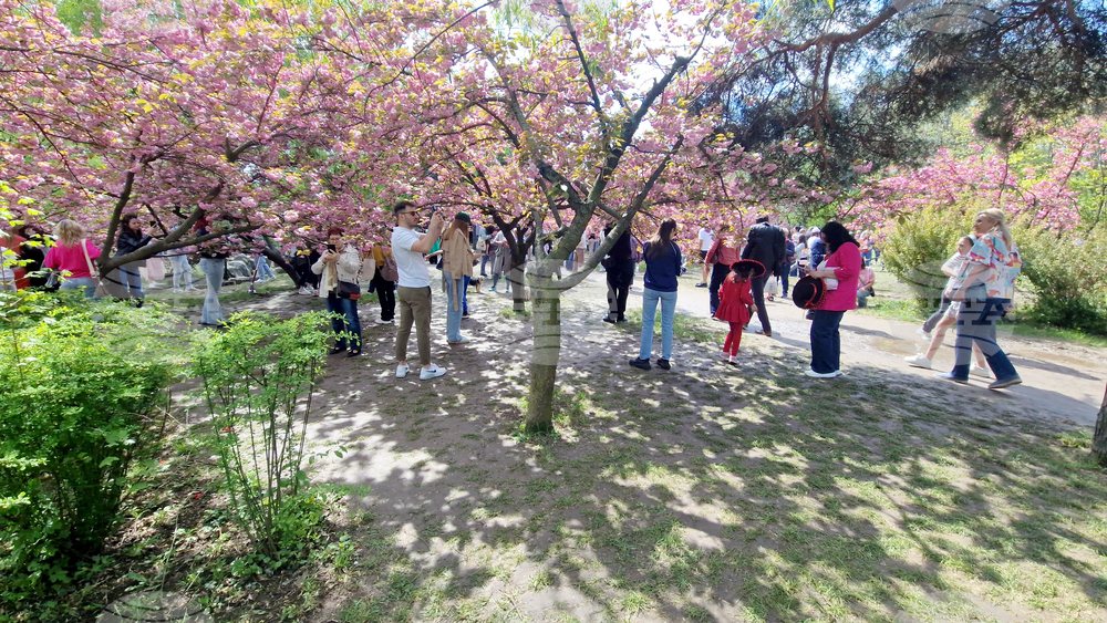 Румъния - Букурещ - японска градина