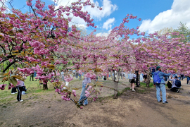 Румъния - Букурещ - японска градина