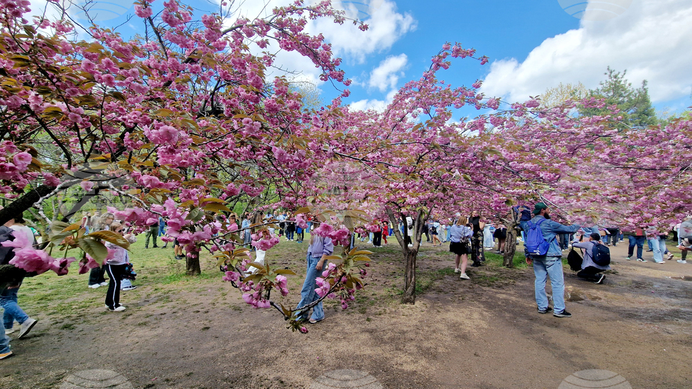 Румъния - Букурещ - японска градина