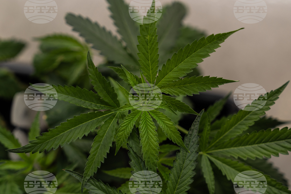 Trump Marijuana Reclassification