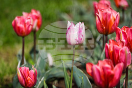 Бургас - Морска градина - лалета