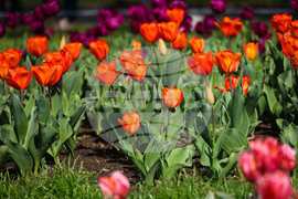 Бургас - Морска градина - лалета