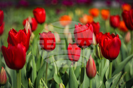 Бургас - Морска градина - лалета