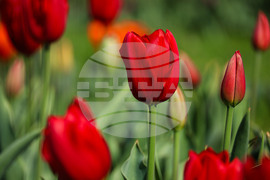 Бургас - Морска градина - лалета