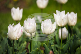 Бургас - Морска градина - лалета