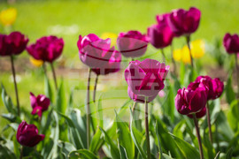 Бургас - Морска градина - лалета