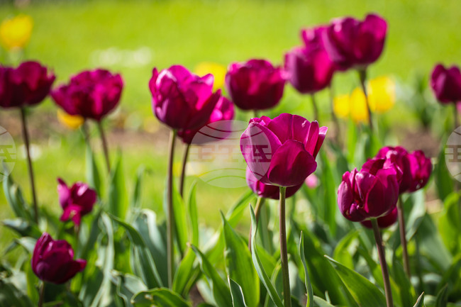 Бургас - Морска градина - лалета