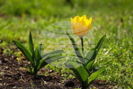 Бургас - Морска градина - лалета