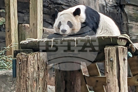 China US Pandas