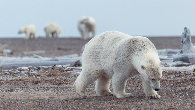 Селище в Аляска планира възстановяването на туризма с бели мечки до 2027 година