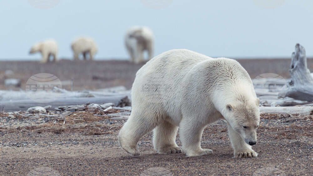 Alaska-Polar Bear Tourism