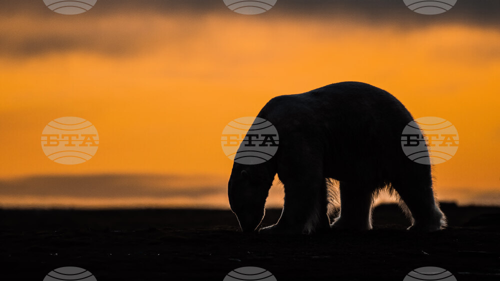 Alaska-Polar Bear Tourism