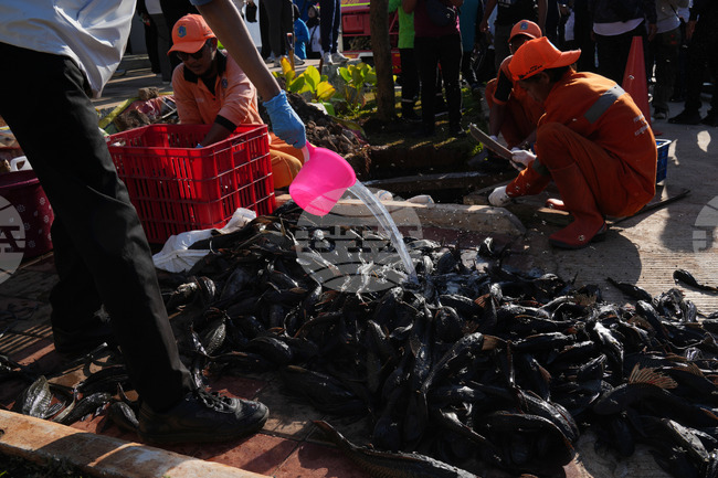 Indonesia Janitor Fish Clean Up