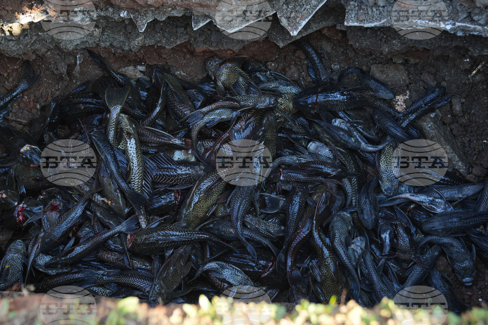 Indonesia Janitor Fish Clean Up