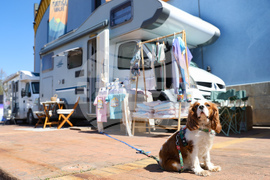 Изложение - Camping & Caravaning Expo 2026