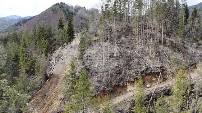 Районната прокуратура в Смолян започна проверка по случая със сечите край село Гела