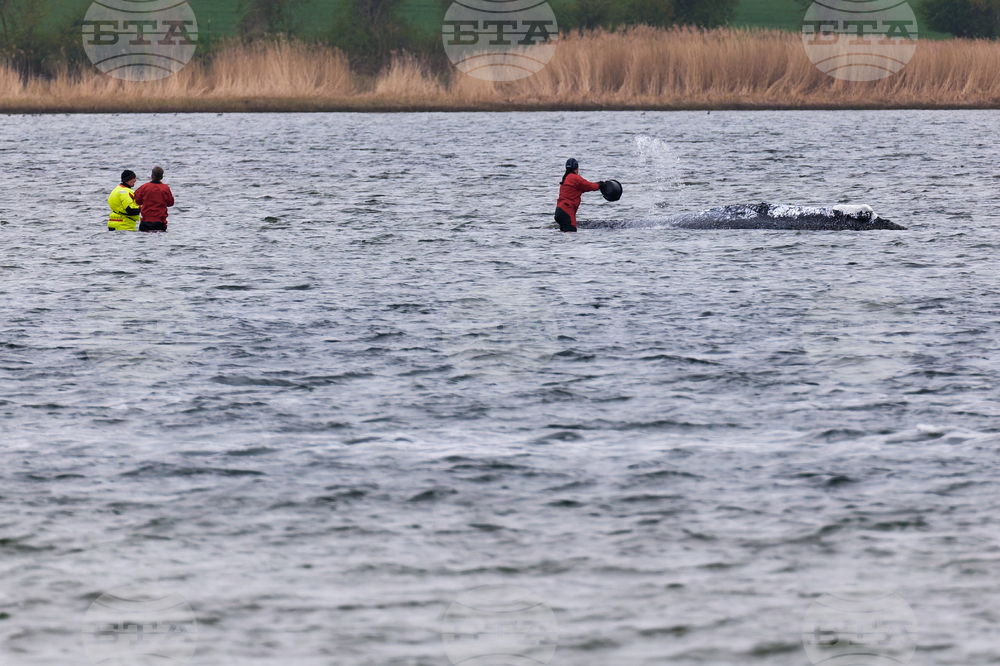 Germany Whale Rescue