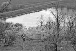Село Дамяново - цъфнали вишни и череши - етюд
