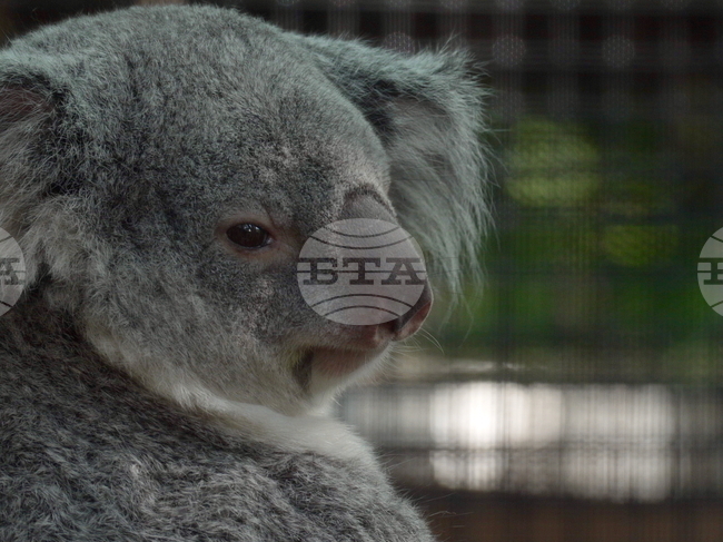 Koala Family