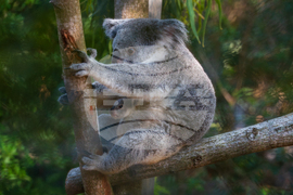 Koala Family