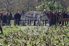 Разград - Държавно ловно стопанство „Воден - Ири Хисар“ - изложение на рога