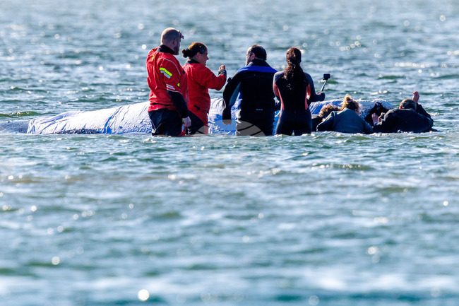 Germany Whale Rescue