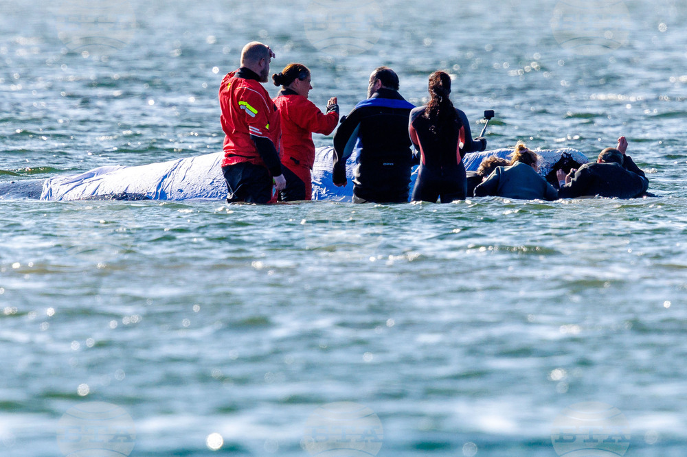 Germany Whale Rescue