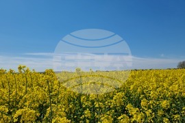 Сливен - земеделски площи - рапица