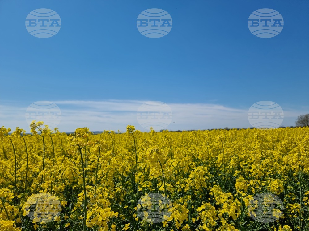 Сливен - земеделски площи - рапица