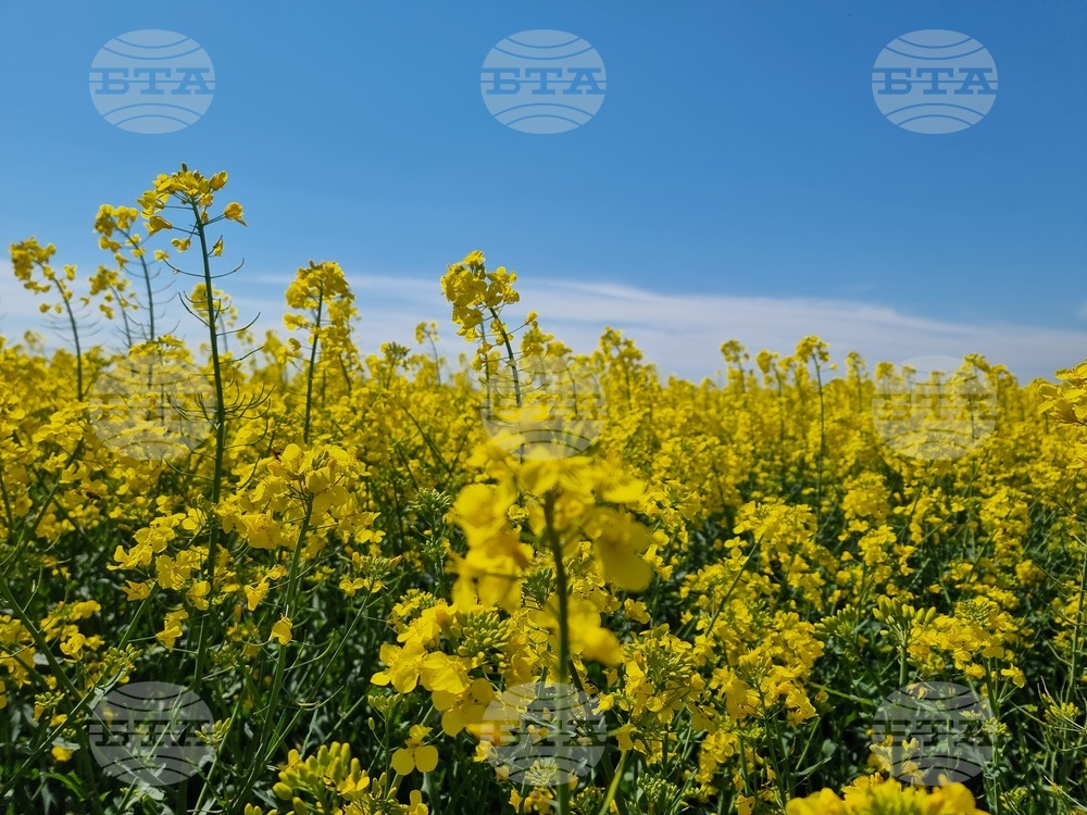 Сливен - земеделски площи - рапица