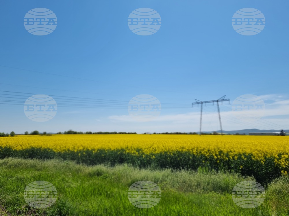 Сливен - земеделски площи - рапица