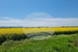 Сливен - земеделски площи - рапица