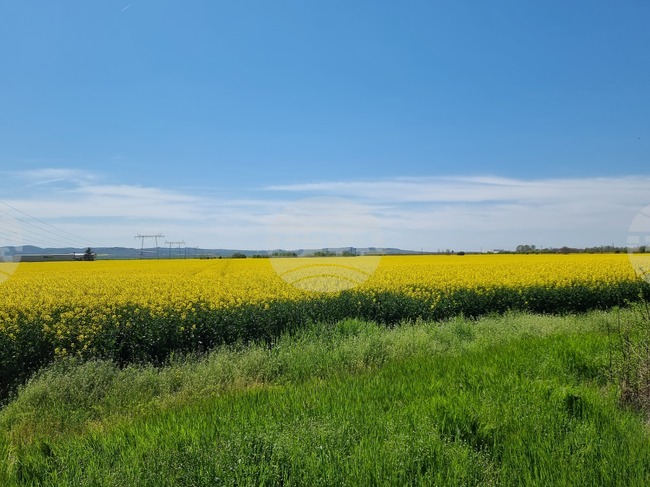 Сливен - земеделски площи - рапица