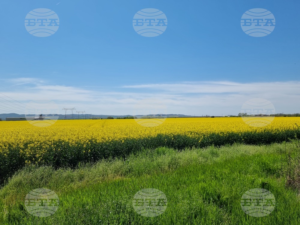 Сливен - земеделски площи - рапица