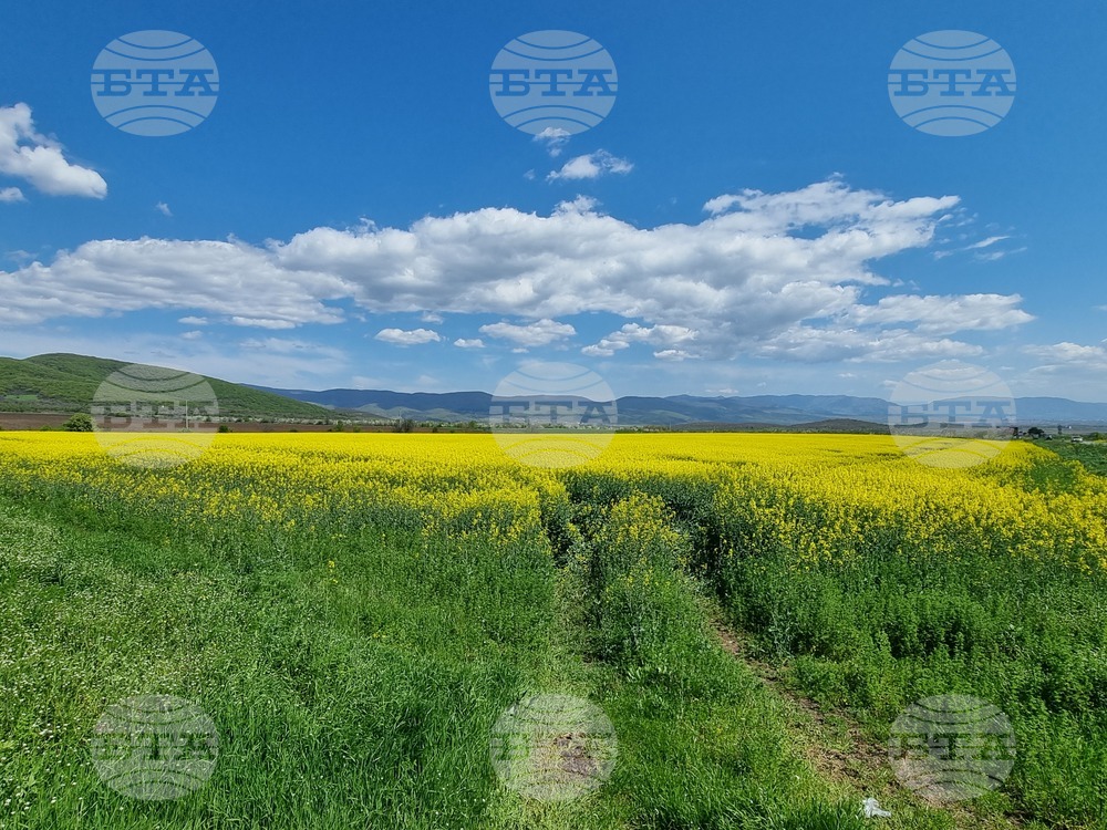 Сливен - земеделски площи - рапица